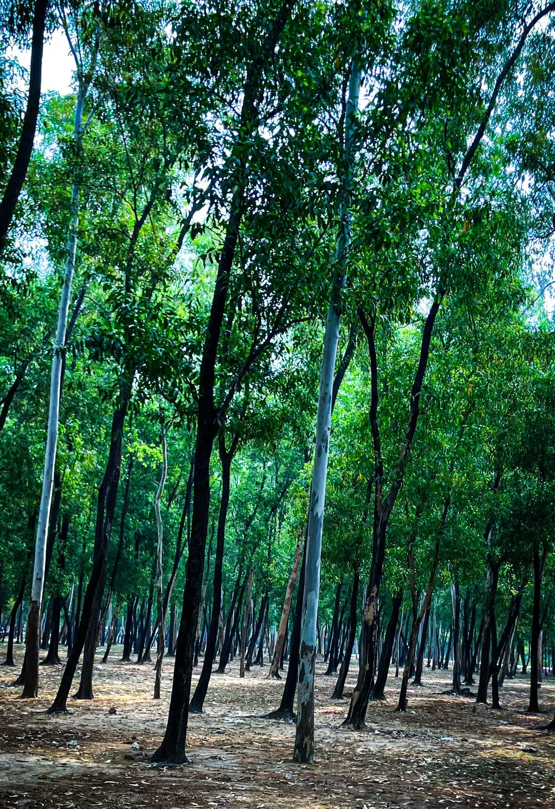 Forest Road