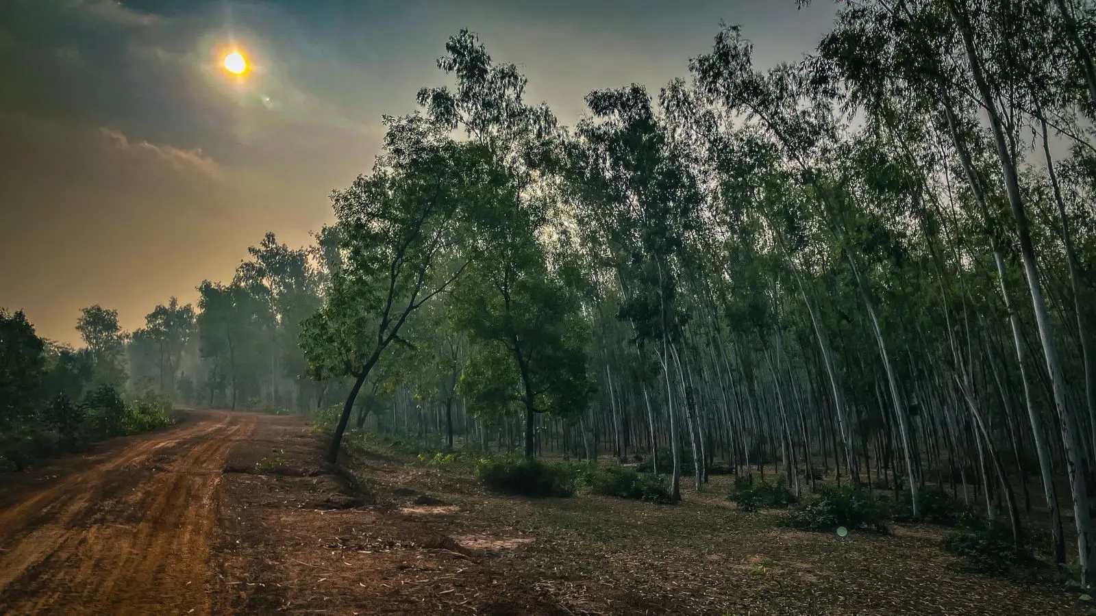 Aduria Forest