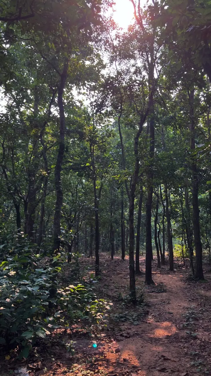 Within Orgram Forest