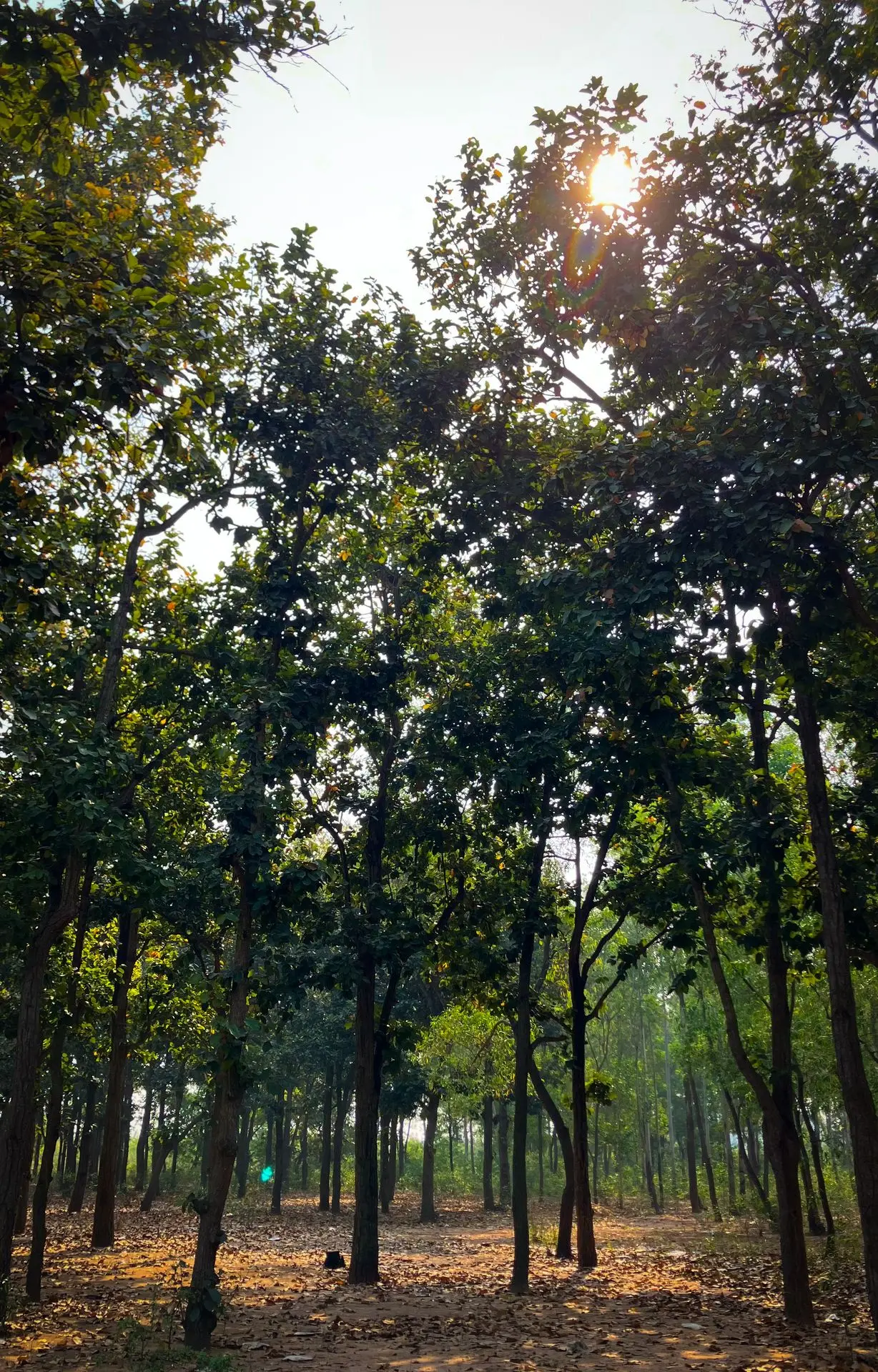 Within Orgram Forest