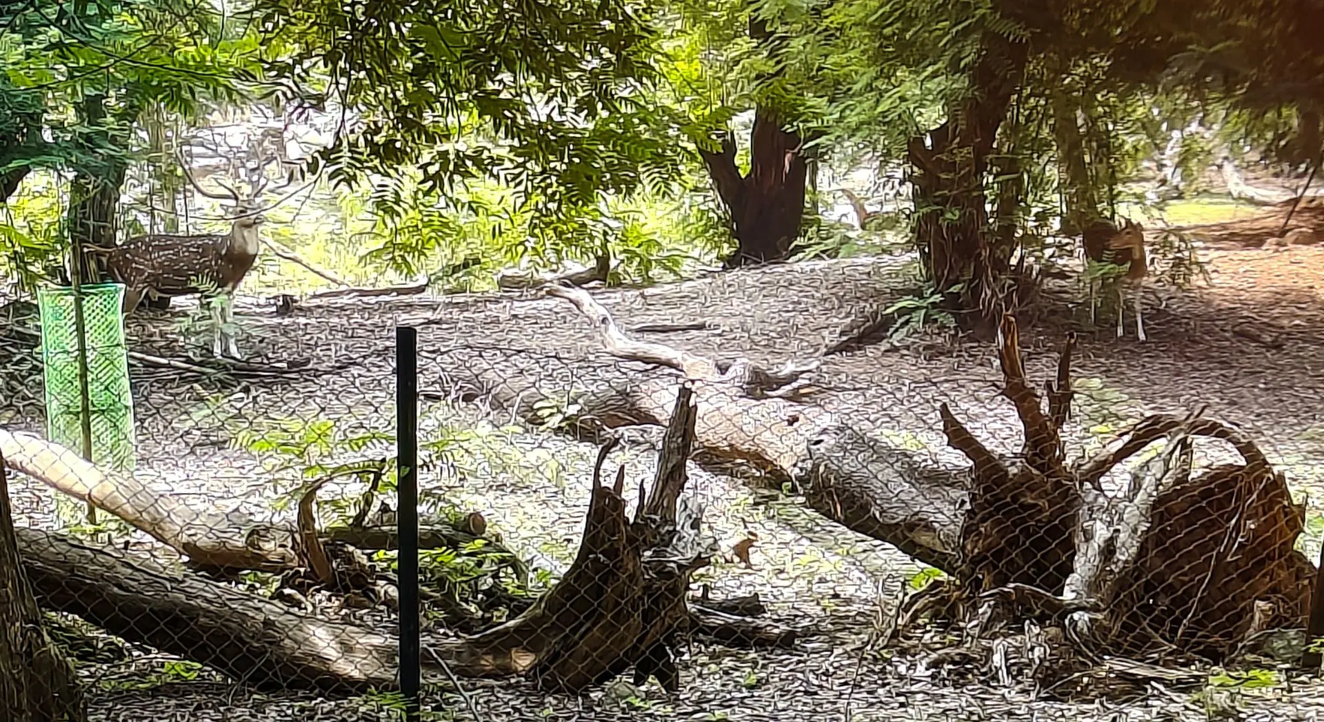 Ballavpur wildlife sanctuary deer park