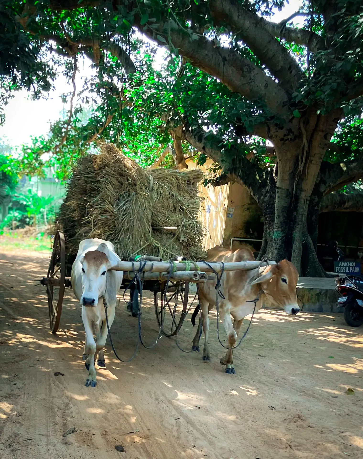 Amkhoi village