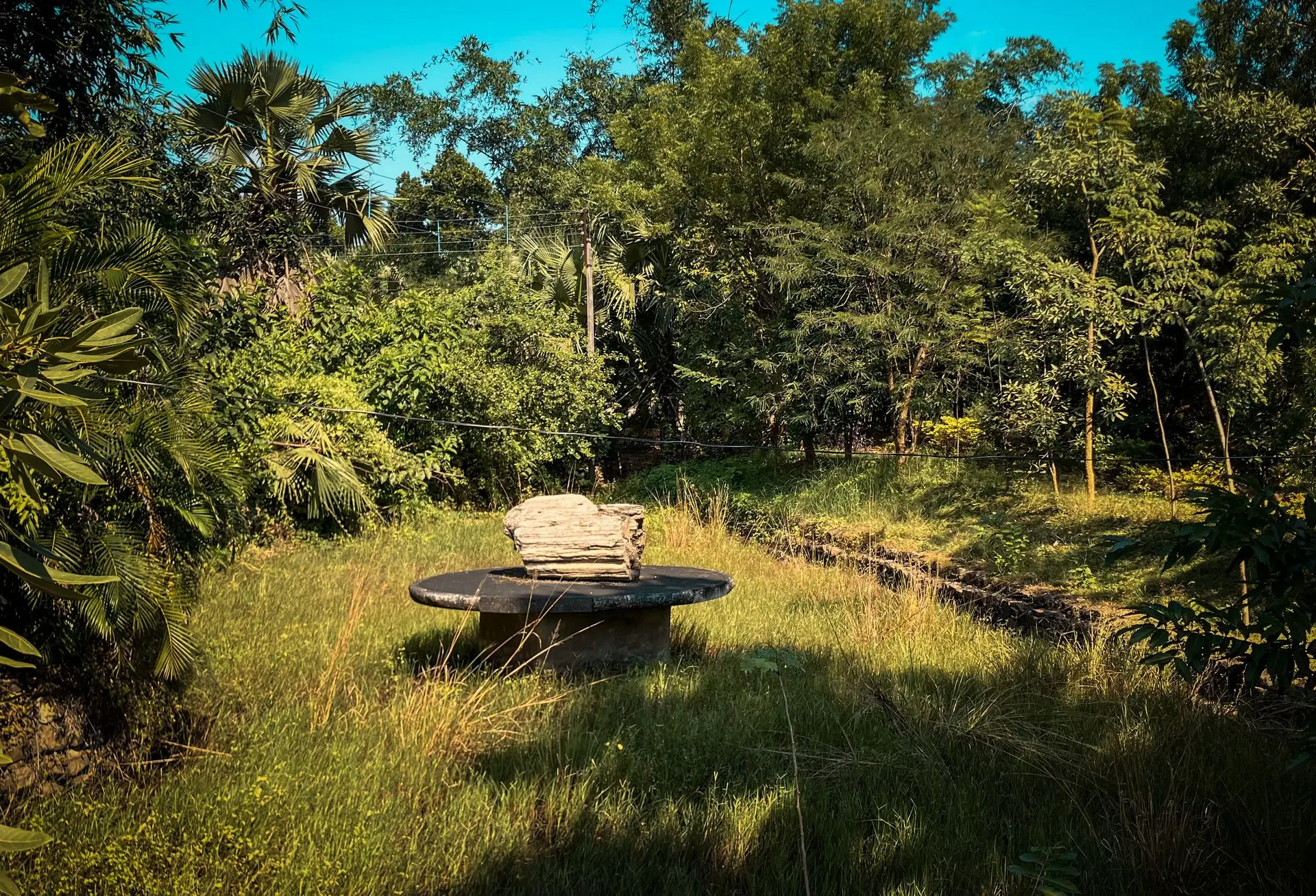 Wood Fossil Park