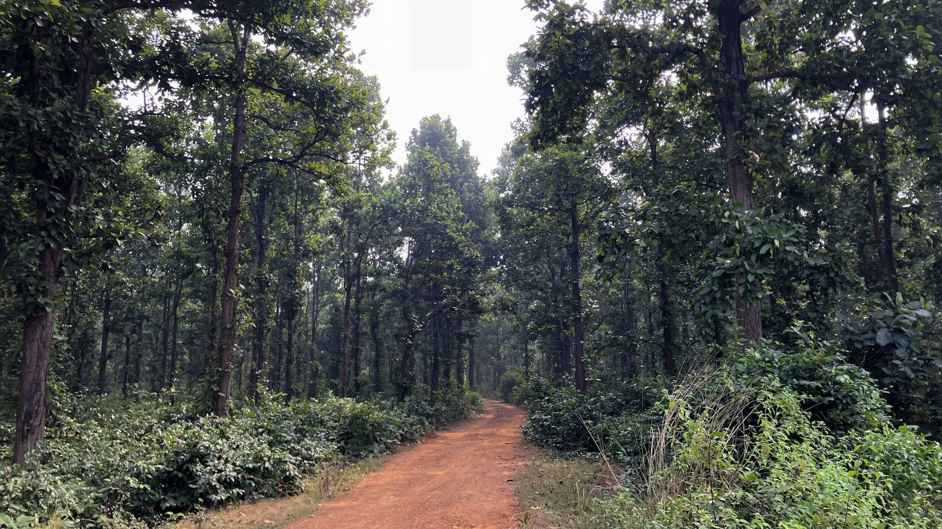 Beliatore forest